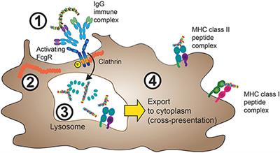 Fc Gamma Receptors and Their Role in Antigen Uptake, Presentation, and T Cell Activation